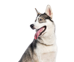 Siberian husky panting and looking away on white background