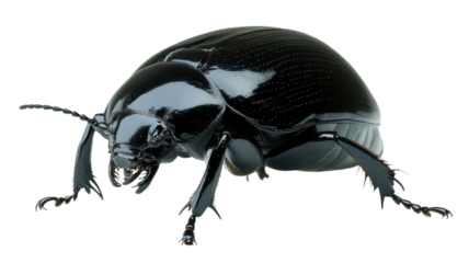 A close-up view of a shiny black beetle displaying detailed features in a studio setting against a transparent background.