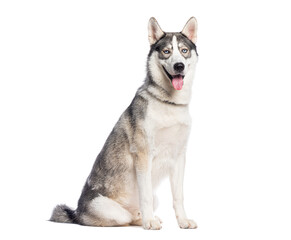 Siberian husky dog sitting and panting on white background