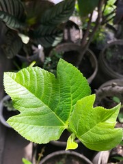 water drops on a green leaf