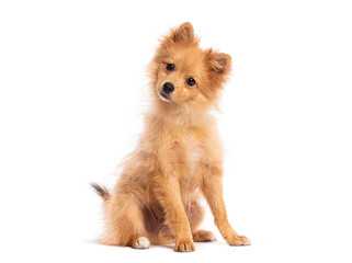 Adorable puppy dog sitting and tilting its head on white background © Eric Isselée
