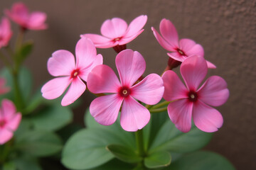 Obraz premium small pink flat flowers sale stock photo yesterday