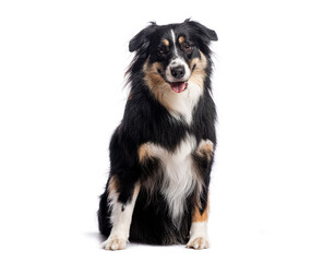 Australian shepherd sitting and panting on white background
