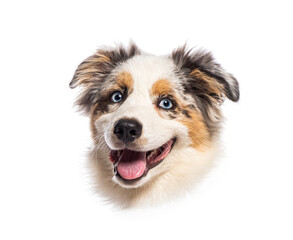 Head of an five months old adorable american shepherd puppy panting and smiling, isolated on white