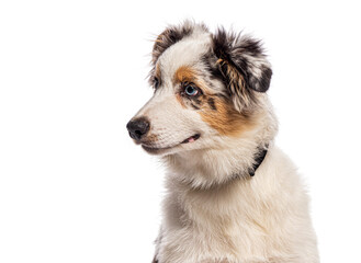 american shepherd puppy looking away on white background