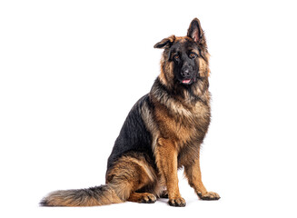Long haired german shepherd dog sitting on white background