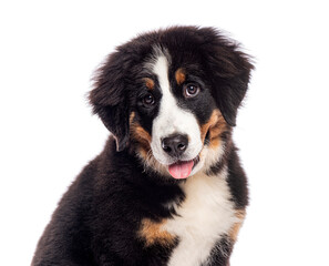 four months old Adorable bernese mountain dog puppy panting on white background
