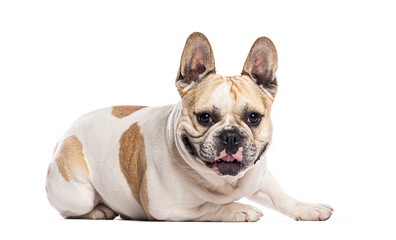 Fototapeta premium French bulldog lying down and panting on white background