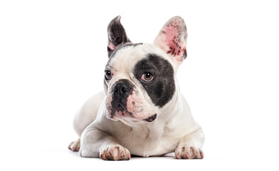 French bulldog lying down and looking away on white background