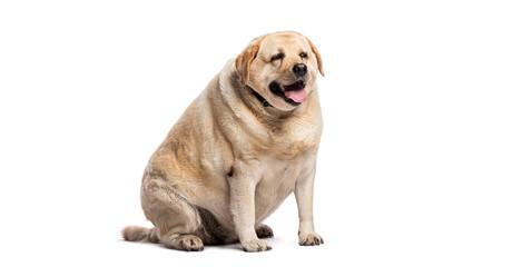 Overweight labrador retriever dog sitting and panting on white background