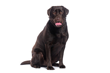 Chocolate labrador retriever sitting and panting on white background
