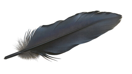 A Stunning Close-Up of a Black Raven Feather Showcasing Intricate Details Ideal for Nature and Art Projects.