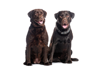 Two chocolate labrador retrievers sitting and panting on white background