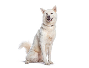 White akita inu dog sitting and panting on white background
