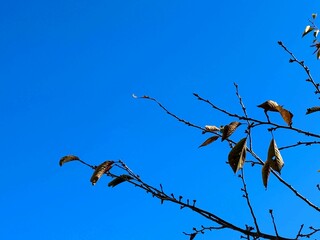 残り数枚の冬の木