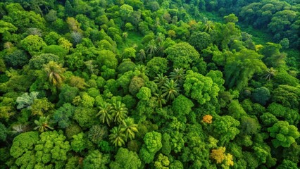 Naklejka premium Aerial view of lush tropical green forest , tropical, jungle, rainforest, foliage, trees, canopy, environment, nature