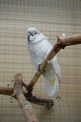  Zoo in Karelia 