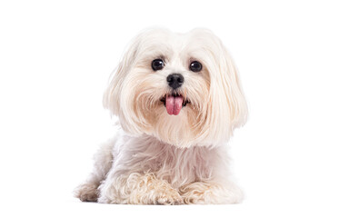 Adorable maltese dog lying down and panting on white background