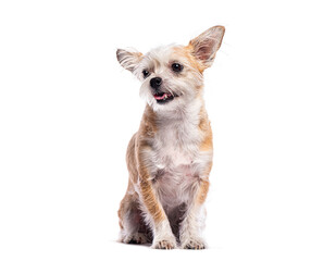 Obraz premium Adorable mixed breed dog sitting and panting on white background