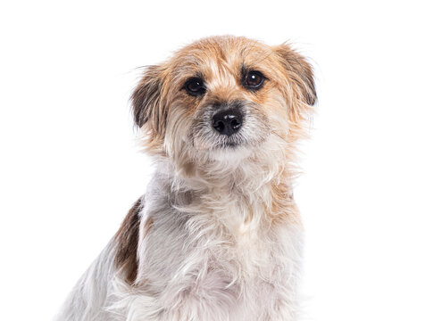 Portrait of adorable mixed breed dog posing on white background