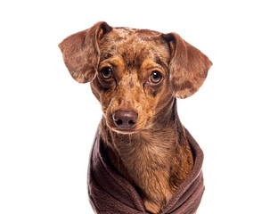 Adorable brown puppy wearing cozy blanket, studio portrait on white background