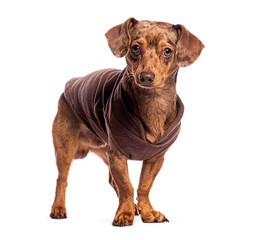 Brown dachshund wearing brown sweater standing on white background