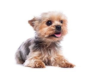 Yorkshire terrier lying down and panting on white background