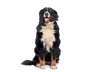 Bernese mountain dog sitting and panting on white background