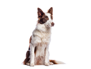 Border collie dog sitting and looking away on white background