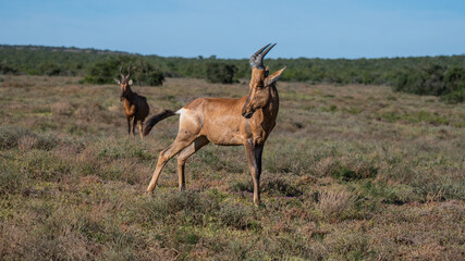 A red hartebeest posing in Addo elephant park, Eastern Cape, South Africa, Africa