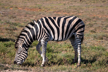 A side view of a zebra in Addo elephant park, Eastern Cape, South Africa, Africa