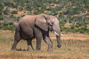 A big and beautiful elephant with big tusks and big trunk walking in Addo elephant park, Eastern Cape, South Africa, Africa
