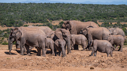 Fototapeta premium A big family of elephants together at a waterhole, in Addo elephant park, Eastern Cape, South Africa, Africa