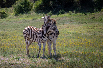 Two zebras hugging each other in addo elephant park, Eastern Cape, South Africa, Africa