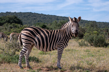 A zebra posing in addo elephant park, Eastern Cape, South Africa, Africa