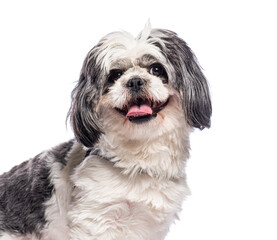 Adorable shih tzu panting and smiling on white background