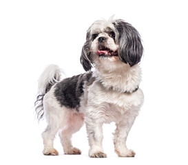 Shih tzu standing and panting, looking up with curiosity