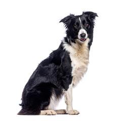 Border collie dog sitting and panting on white background