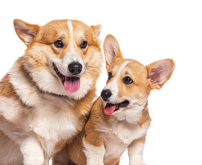 Welsh corgi pembroke adult and puppy panting on white background