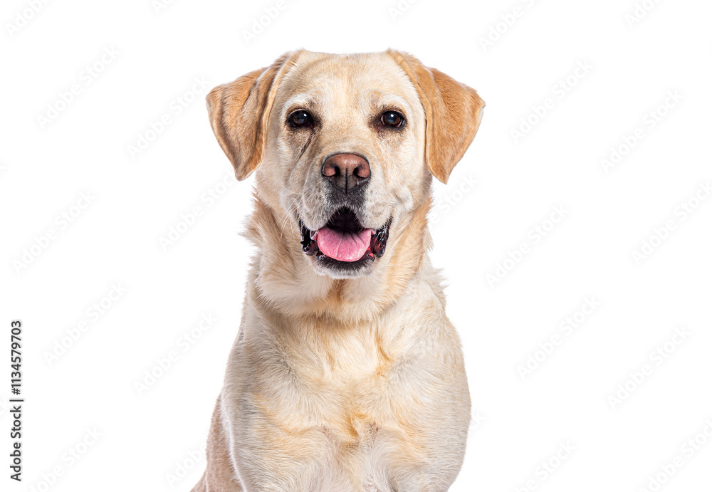 Poster labrador retriever panting and looking at camera on white background