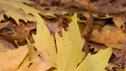 photos of yellow leaves for background