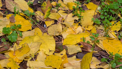 photos of yellow leaves for background