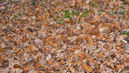 photos of yellow leaves for background