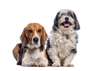 Beagle lying down and shih tzu panting, isolated on white