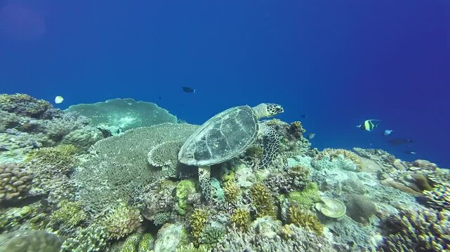 A turtle swims over a coral reef in clear transparent water. A sea turtle swims over corals in search of food underwater against the backdrop of a blue water column.