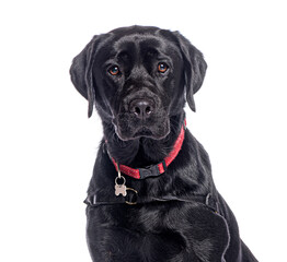 Black labrador retriever dog wearing red collar and harness