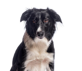 Charming border collie sits patiently against a white backdrop, showcasing its beautiful coat and gentle nature
