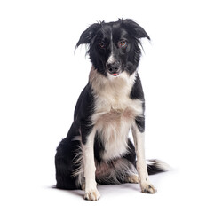 Obraz premium Border collie sitting and sticking out tongue on white background