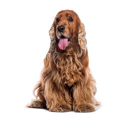 English cocker spaniel sitting and panting on white background