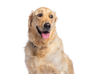 Obraz premium Golden retriever panting and looking curious on white background